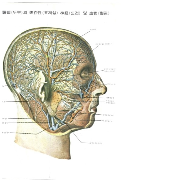 layout 2019-10-5 둔부 신경사진.jpg